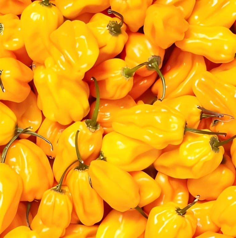 Peper - 'Madame Jeanette'