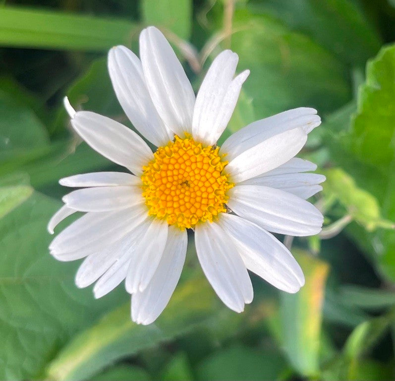 Gewone Margriet (Leucanthemum vulgare)