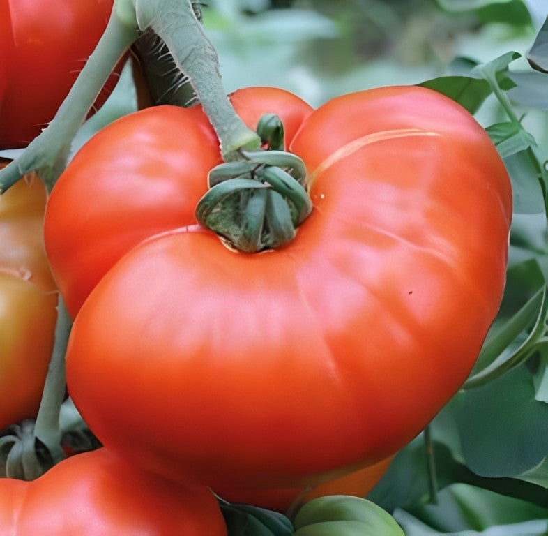 Tomaat - 'Marmande'