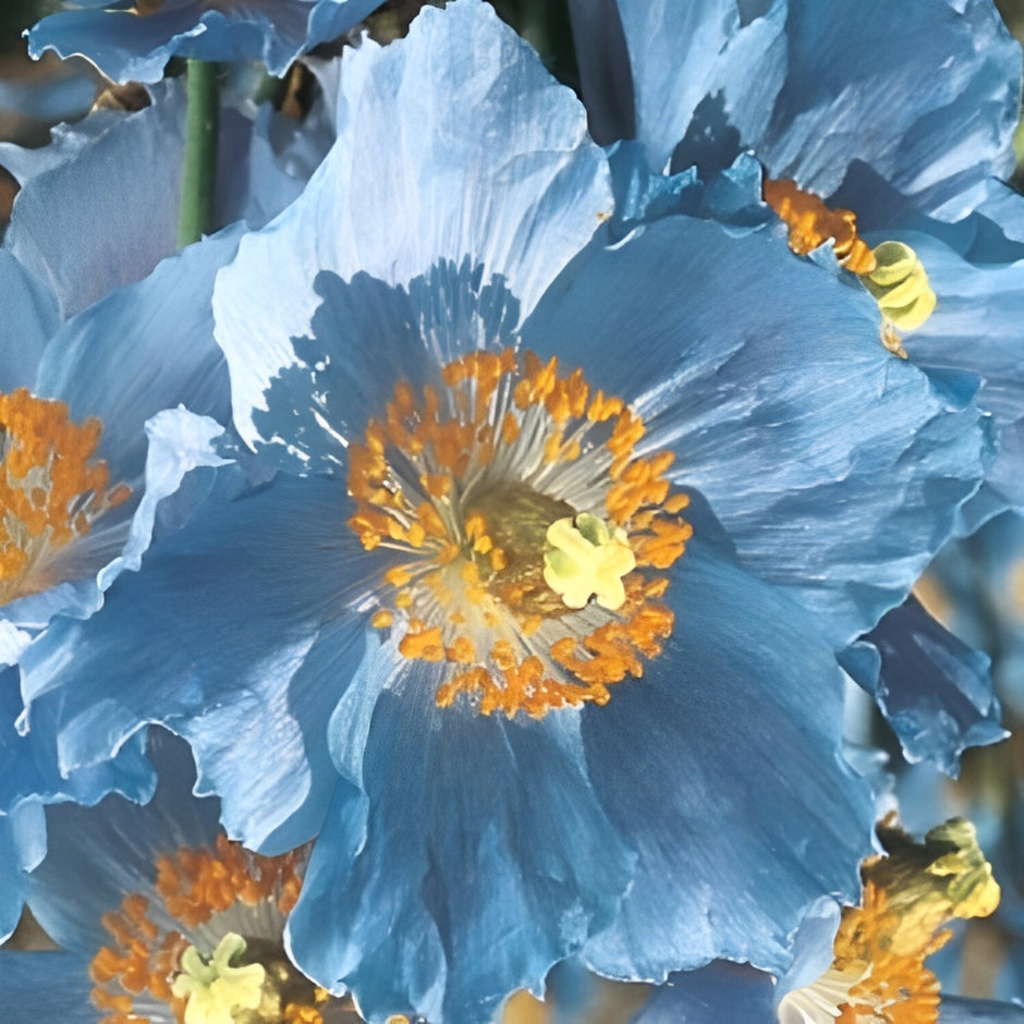 Meconopsis Grandis