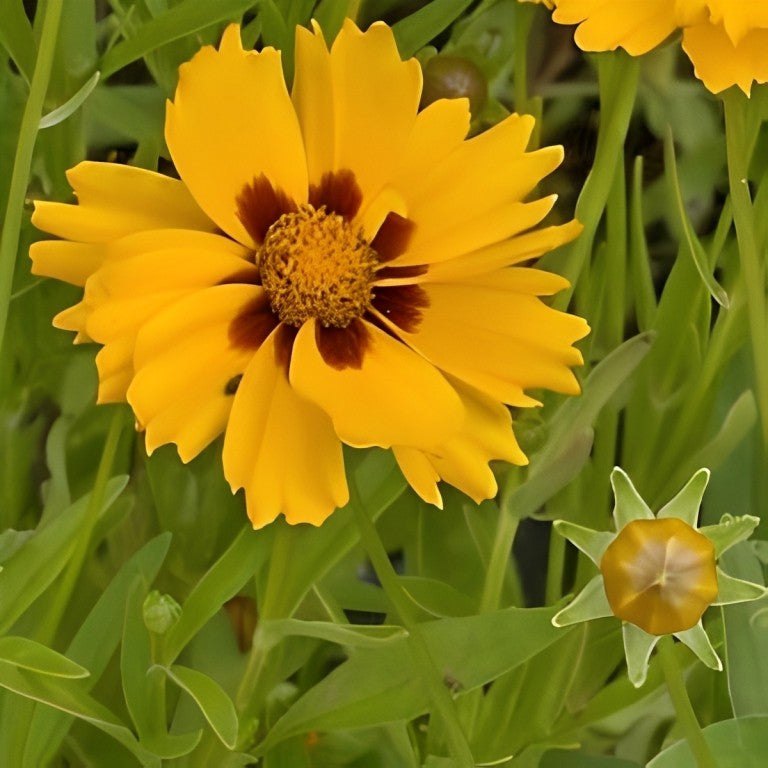 Coreopsis lanceolata (Meisjesogen) - 'Sterntaler'