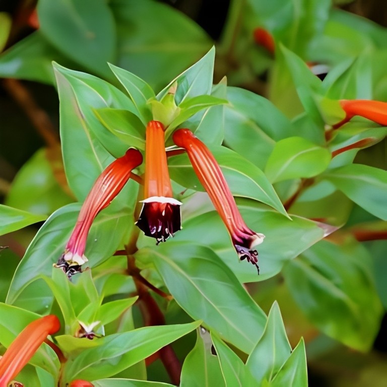 Cuphea ignea (Mexicaanse sigaarplant) - 'Mix'