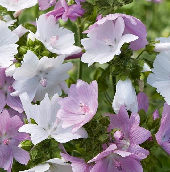 Muskuskaasjeskruid - 'Mixed'