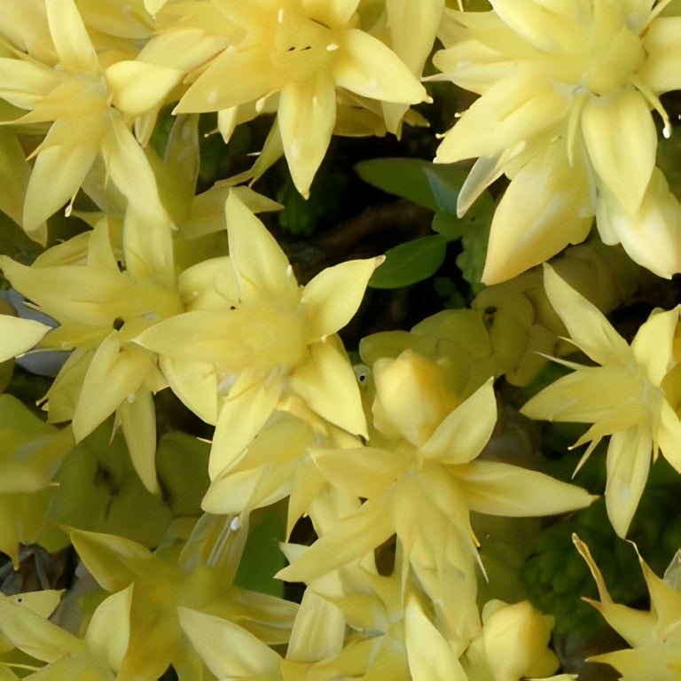 Sedum acre (Muurpeper)