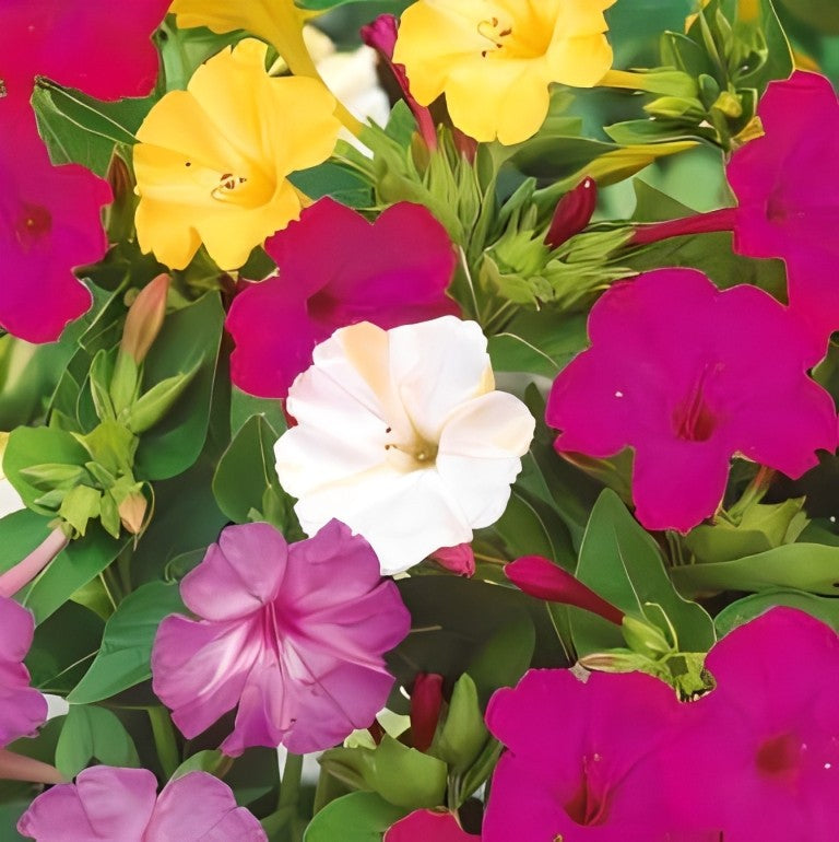 Nachtschone (Mirabilis jalapa) - 'Mixed'