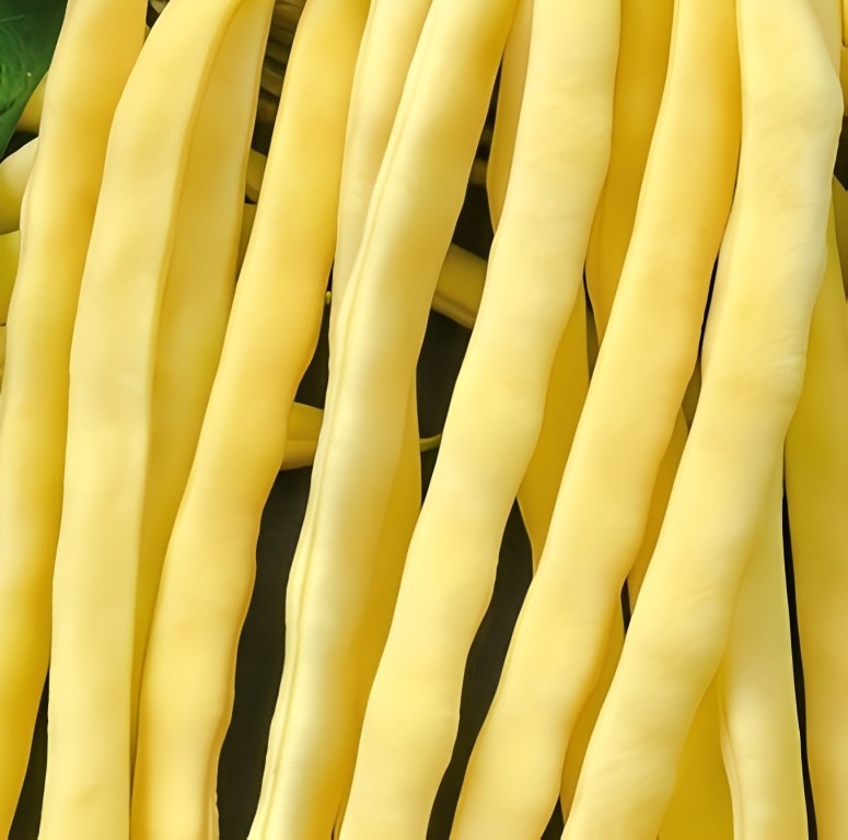 Stokspekboon - 'Neckargold'