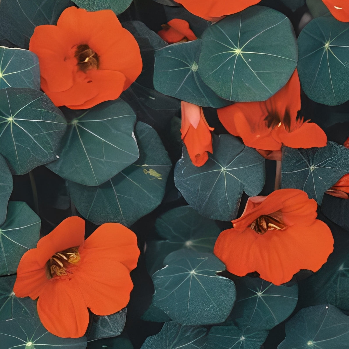 Oost-Indische Kers - 'Empress of India'