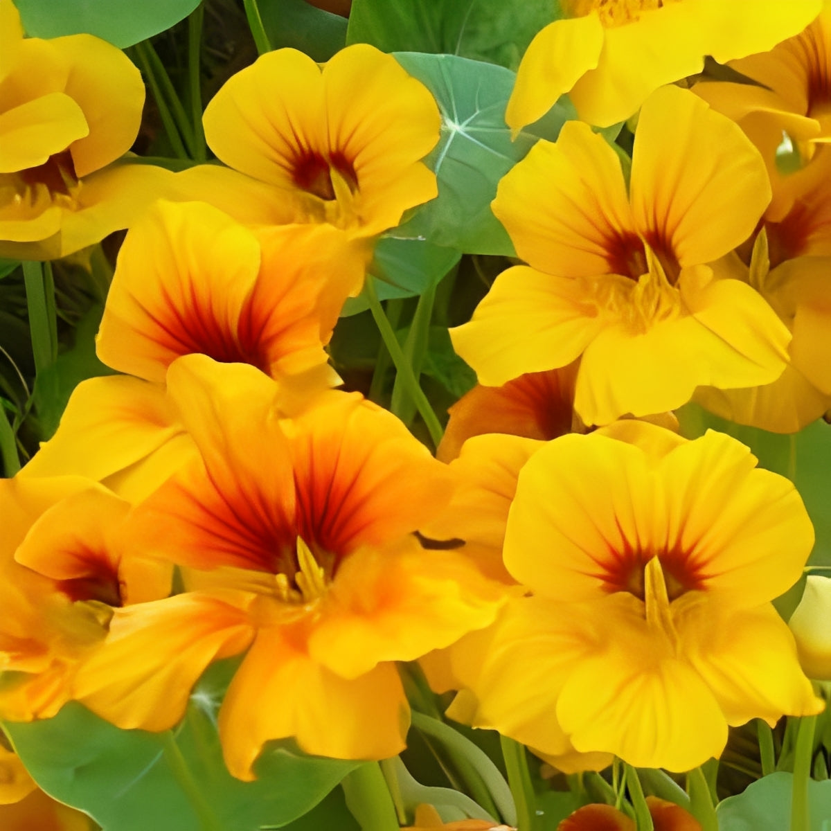 Oost-Indische Kers - 'Enkelbloemig Geel'