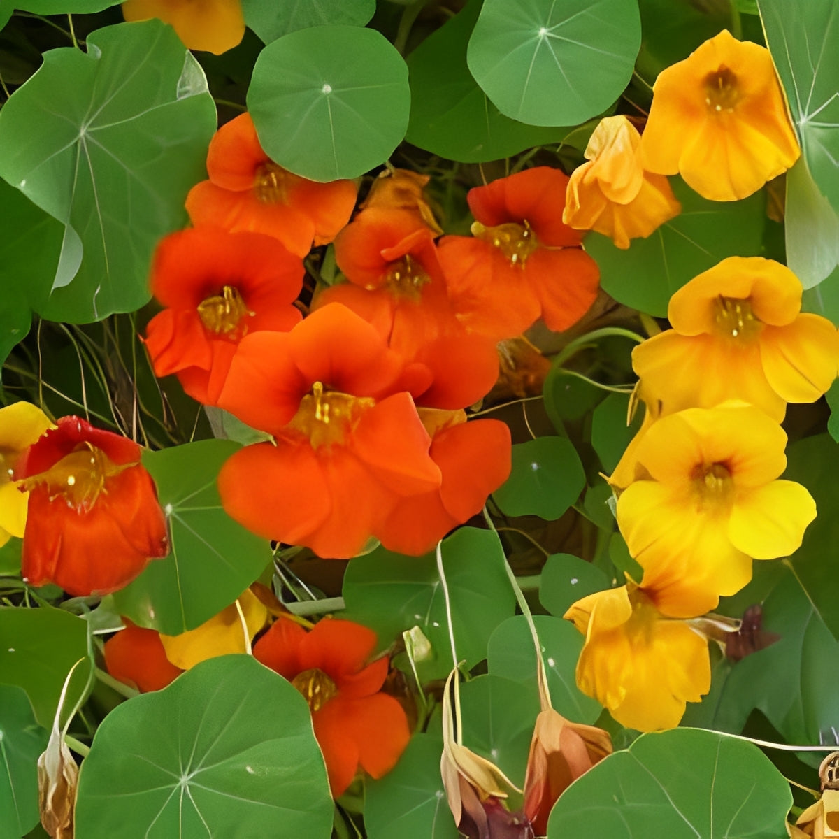 Oost-Indische Kers - 'Enkelbloemige Mix'