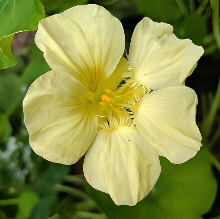 Oost-Indische Kers - 'Yeti'