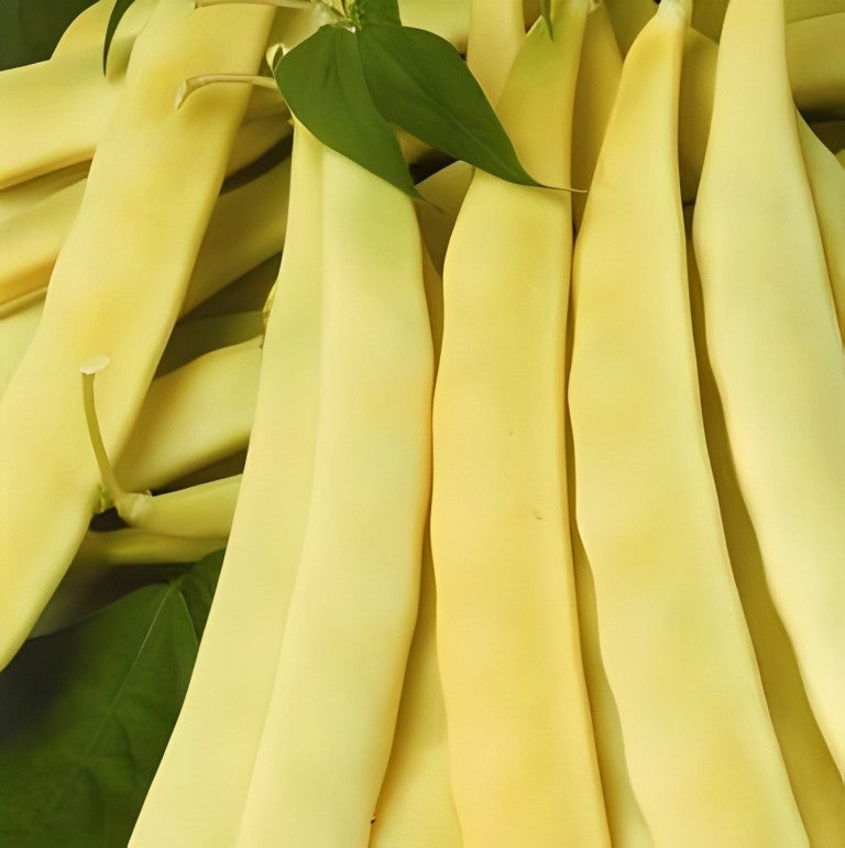 Stoksnijboon - 'Or du Rhin'