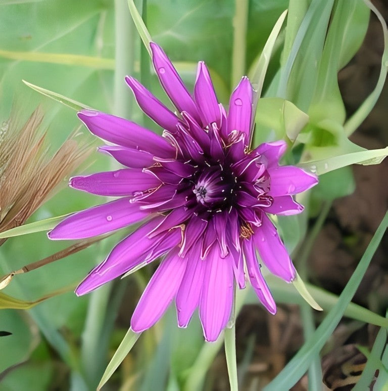 Paarse Morgenster (Tragopogon Porrifolius)