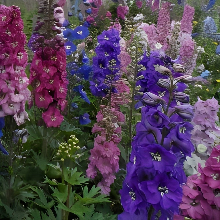 Delphinium - 'Pacific Mix'