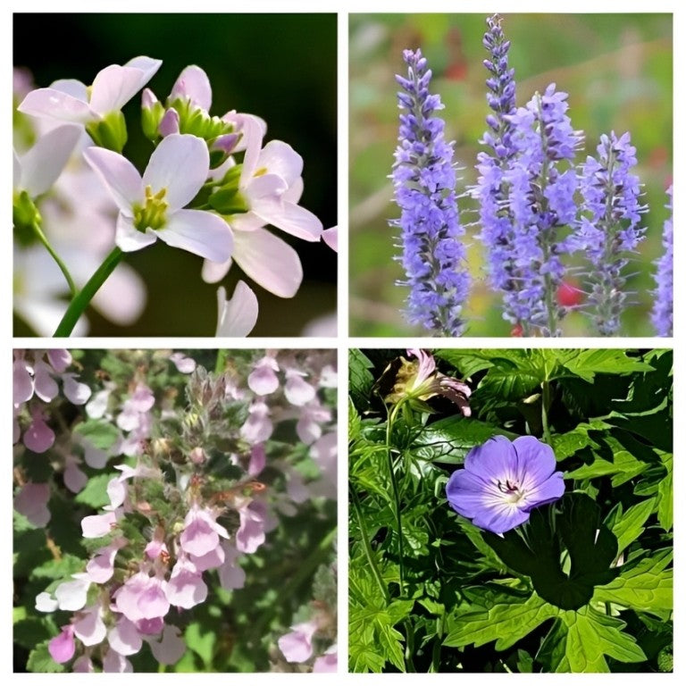 Pakket Inheemse Kruiden, Bloemen & Planten
