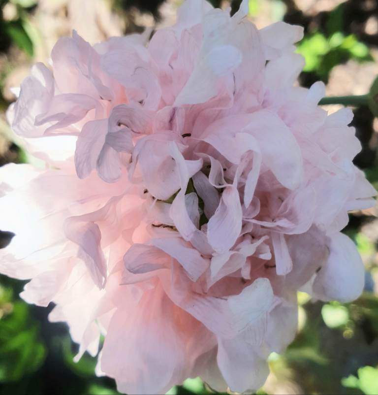 Papaver somniferum - 'Rose Pale Peony'