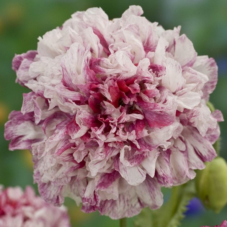 Papaver somniferum - ‘Flemish Antique Peony’