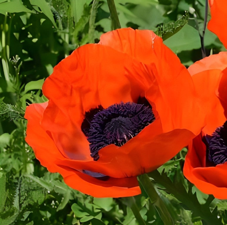 Papaver orientale (Oosterse Klaproos)