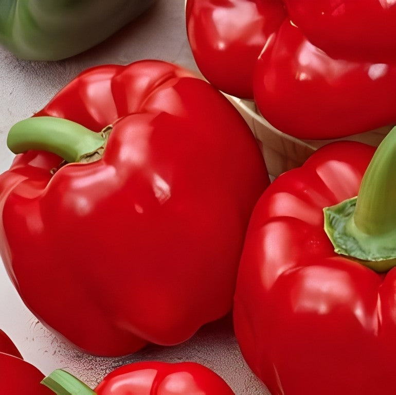 Paprika - 'California Wonder'