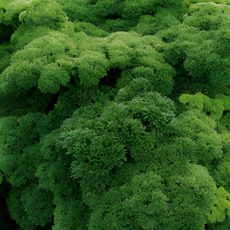 Krulpeterselie - 'Moskrul'