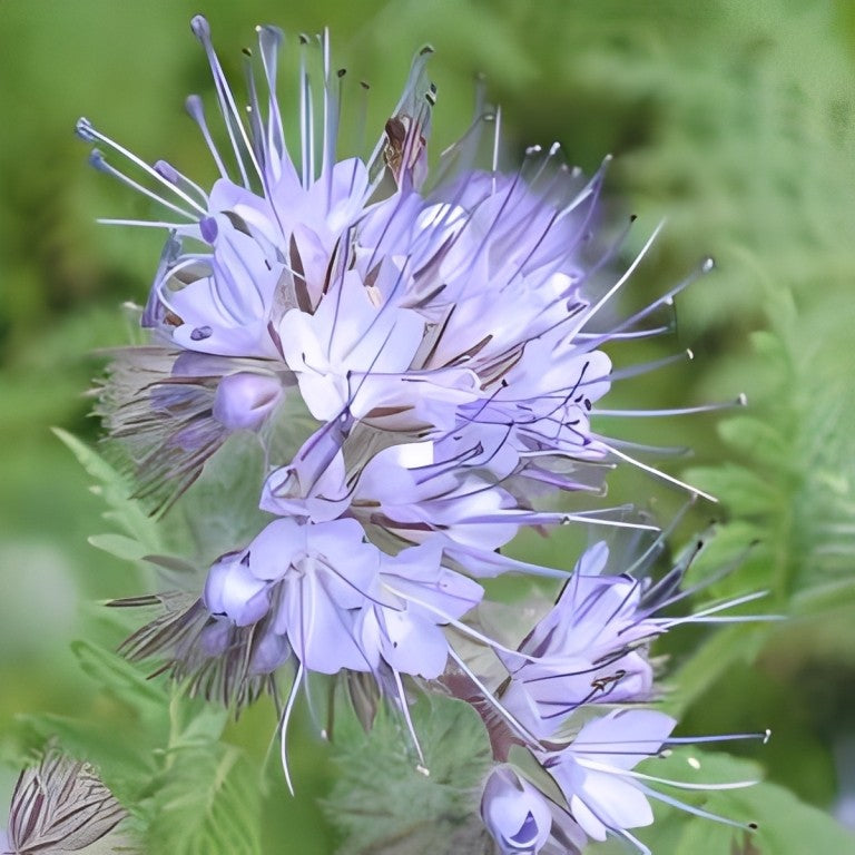 Phacelia tanacetifolia (Bijenvoer/Bijenbrood)