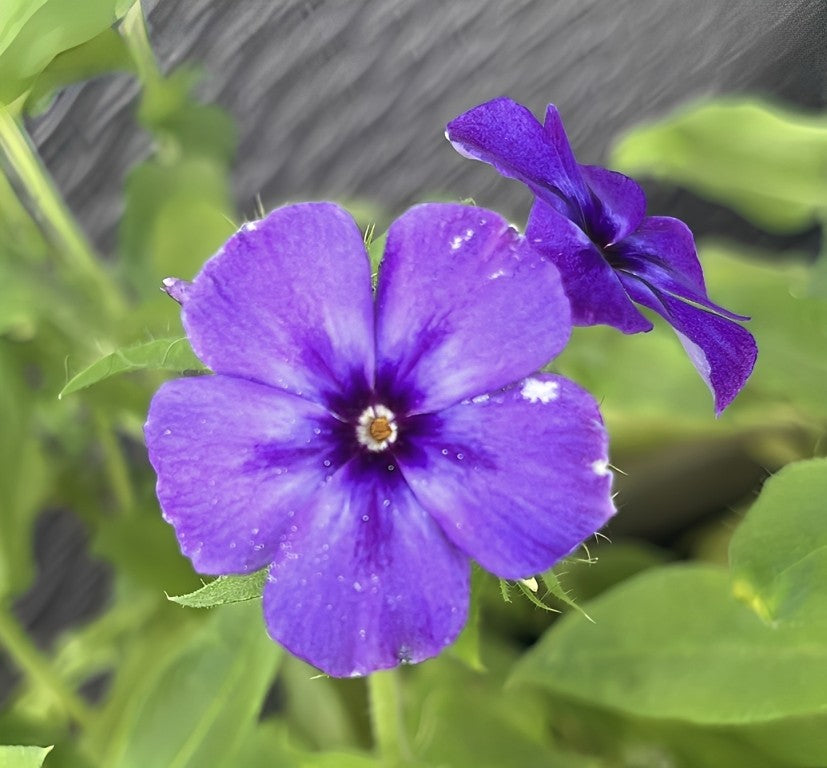Phlox nana - 'Blue Beauty'
