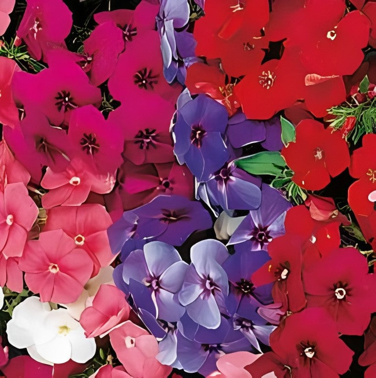 Phlox nana - 'Beauty Mix'