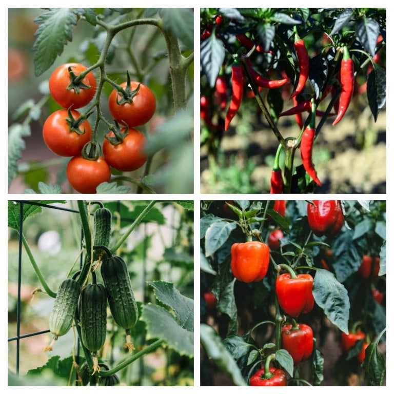 Moestuinplantjes Pick & Mix (Pre-order)