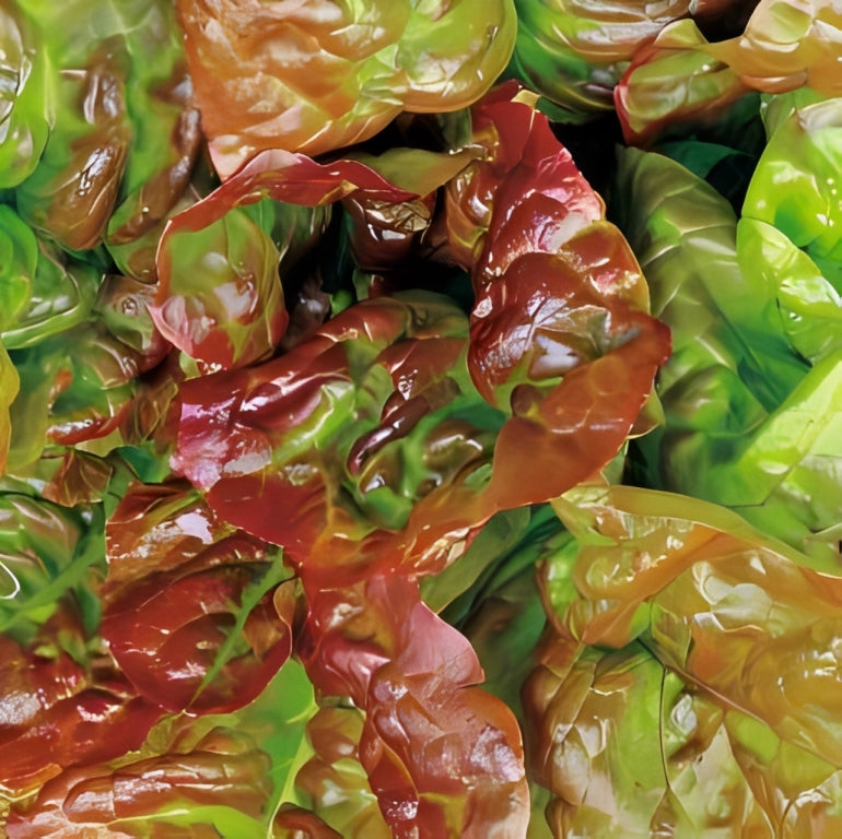 Pluksla - 'Amerikaanse Roodrand'