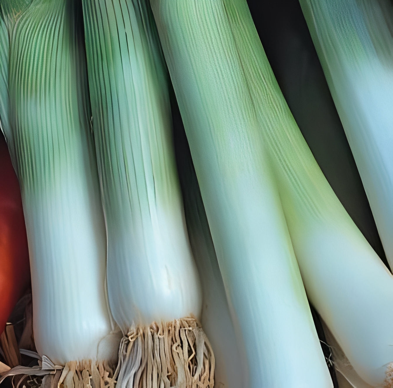 Prei - 'Blue de Solaise'