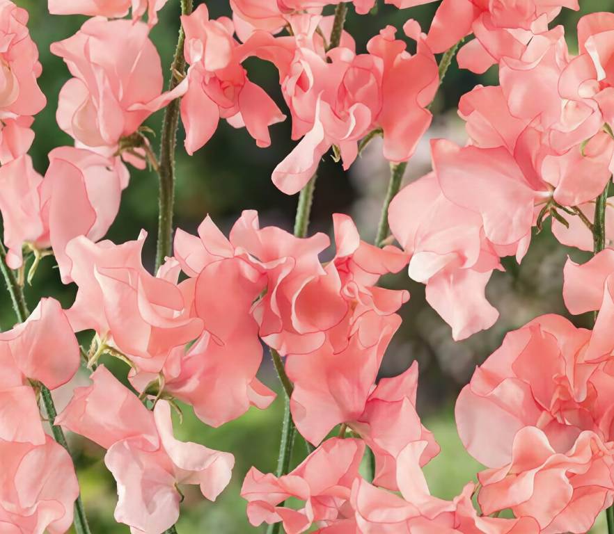 Lathyrus odoratus ‘Princess Elisabeth’
