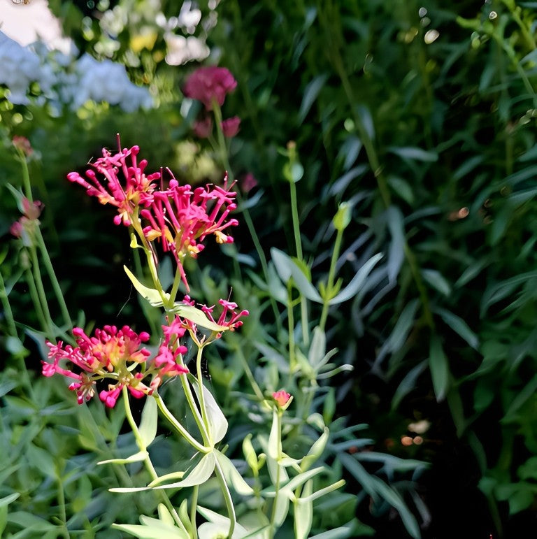 Centranthus ruber (Spoorbloem) - 'Red Flowered'