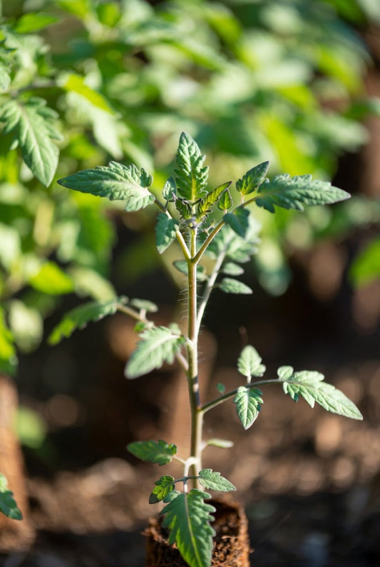 Groenteplantenpakket Pruimtomaat (Pre-order)