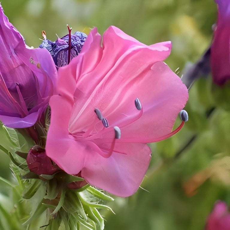 Echium plantagineum (Weegbreeslangenkruid) - 'Rose Bedder'