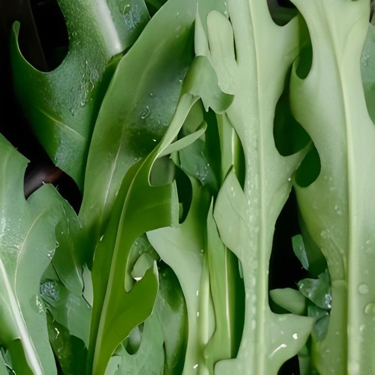 Rucola - 'Frastagliata'