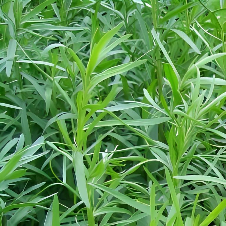 Dragon - 'Russische'