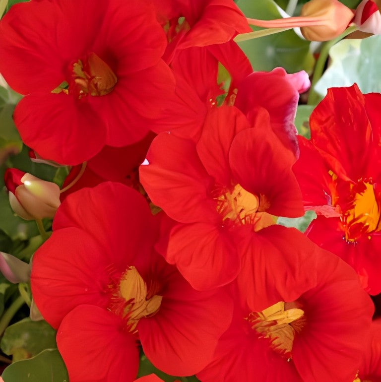 Oost-Indische Kers - 'Scarlet Gleam'