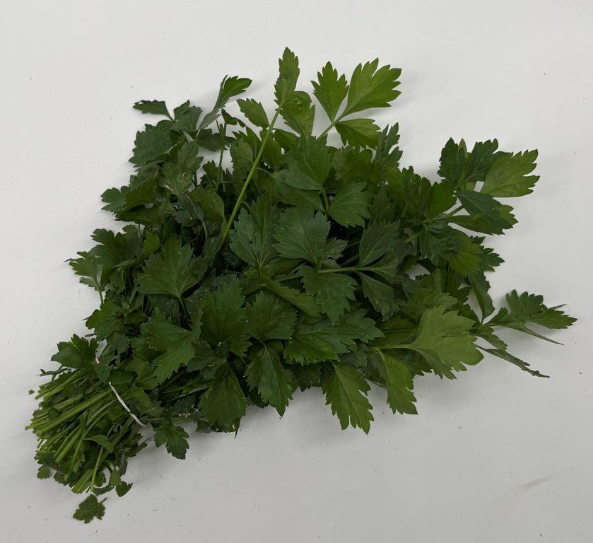 Platte Peterselie - 'Gewone Snij'