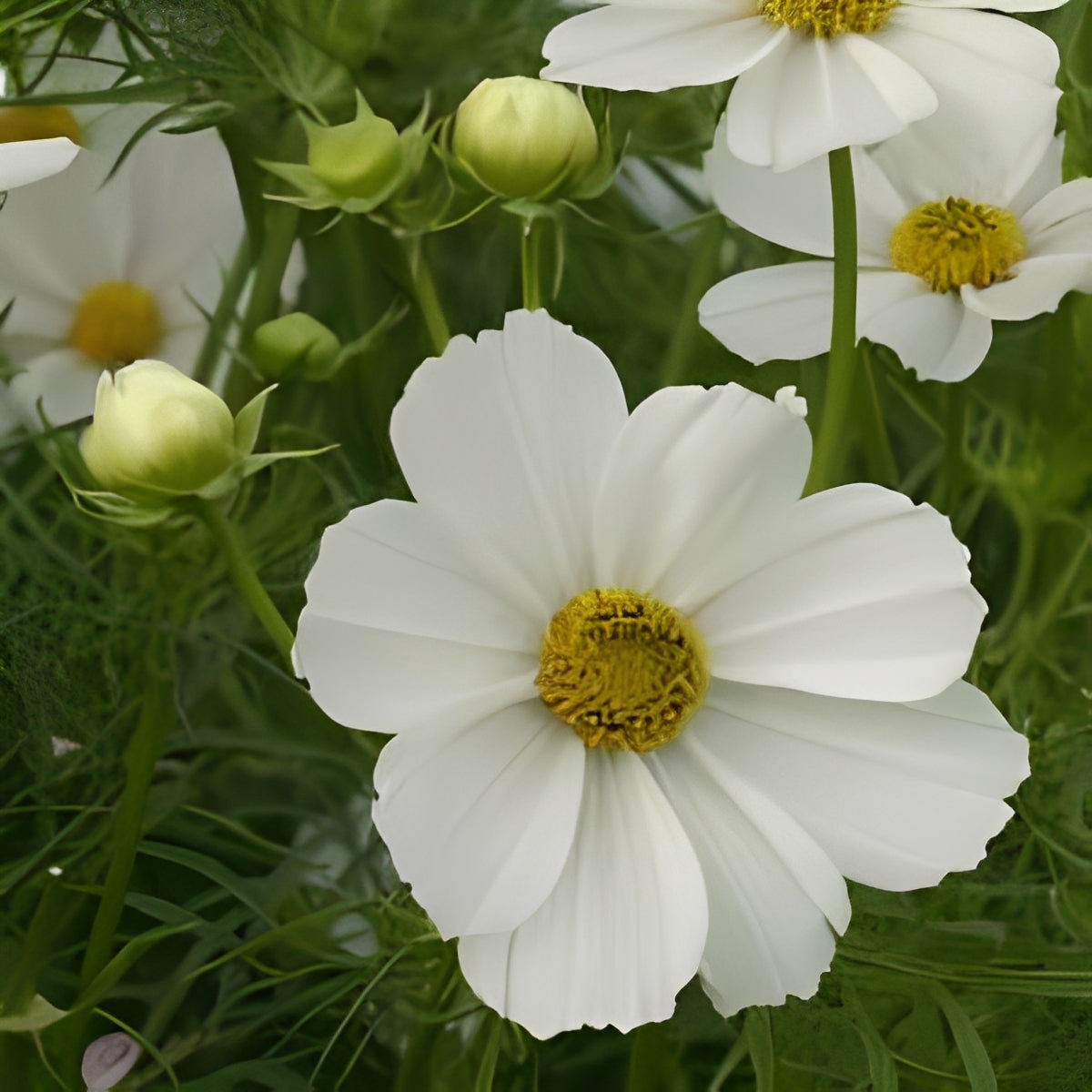 Cosmea bipinnatus - 'Sensation Purity'