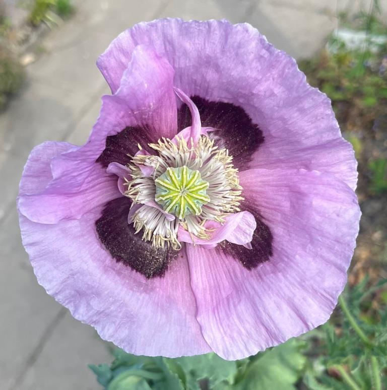 Papaver somniferum (Slaapbol/maanzaad)