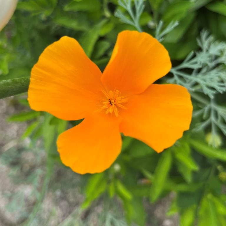 Eschscholtzia californica (Slaapmutsje)