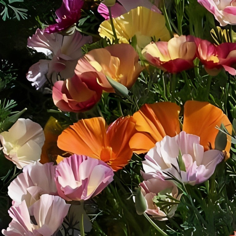 Eschscholtzia californica (Slaapmutsje) - 'Mix'