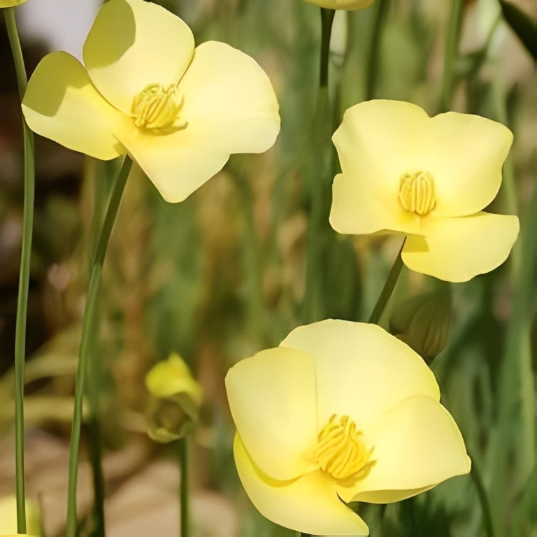 Eschscholtzia californica (Slaapmutsje) - 'Sundew'