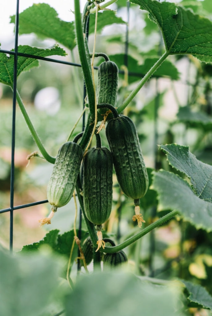 Moestuinplantjes Mix Tomaat-Snackkomkommer