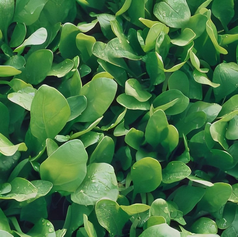 Spinazie - 'Colusa F1'