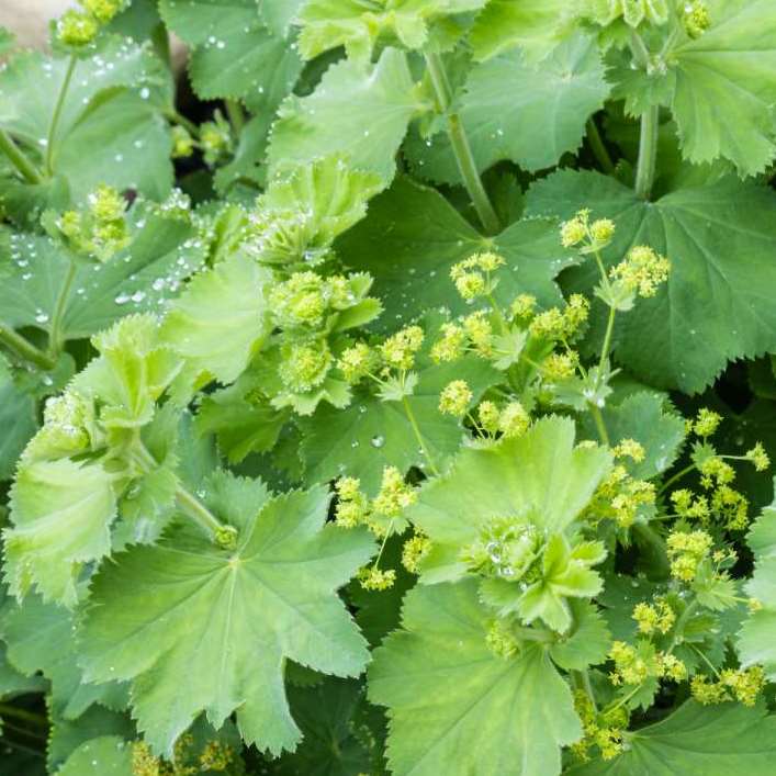 Spitslobbige Vrouwenmantel