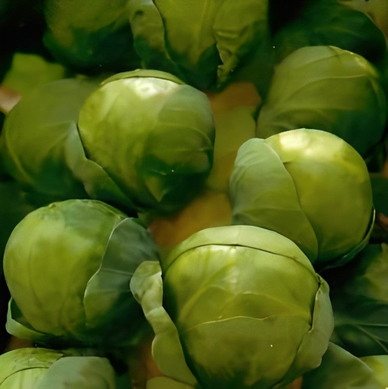 Spruitkool - 'Long Island'