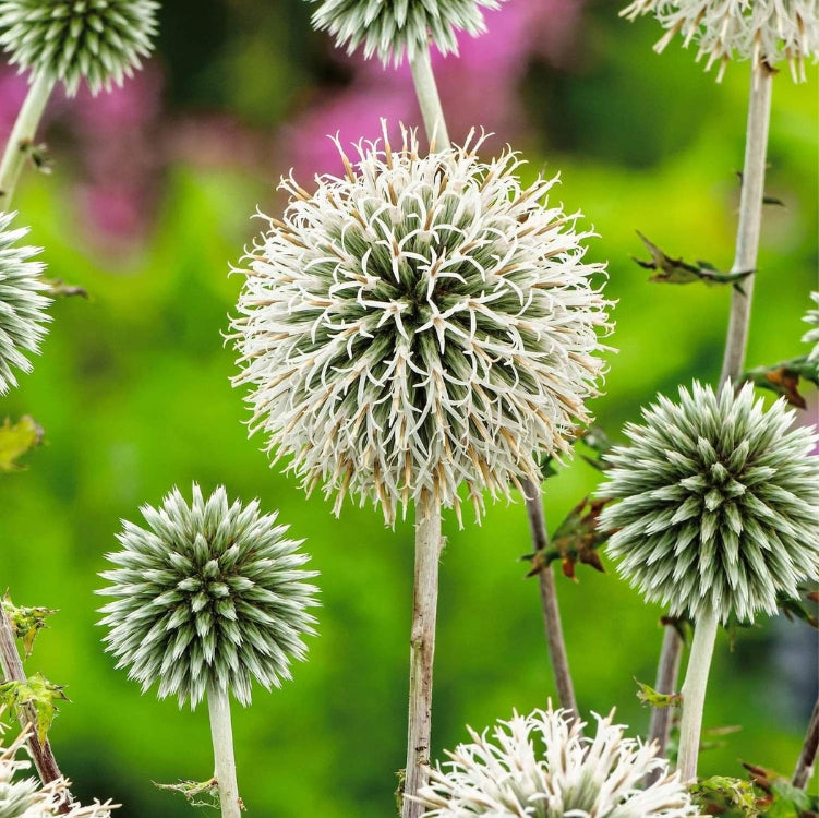Echinops - 'Star Frost'