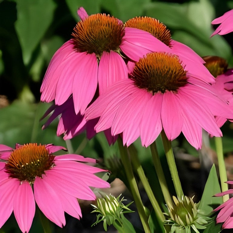 Echinacea purpurea - 'Starlight'