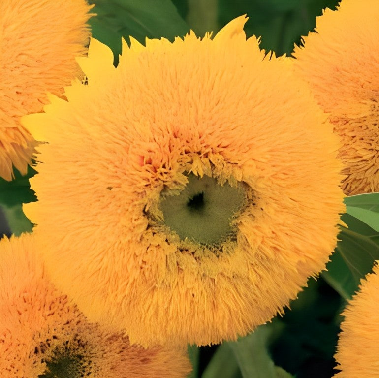 Helianthus annuus (Zonnebloem) - 'Sungold'