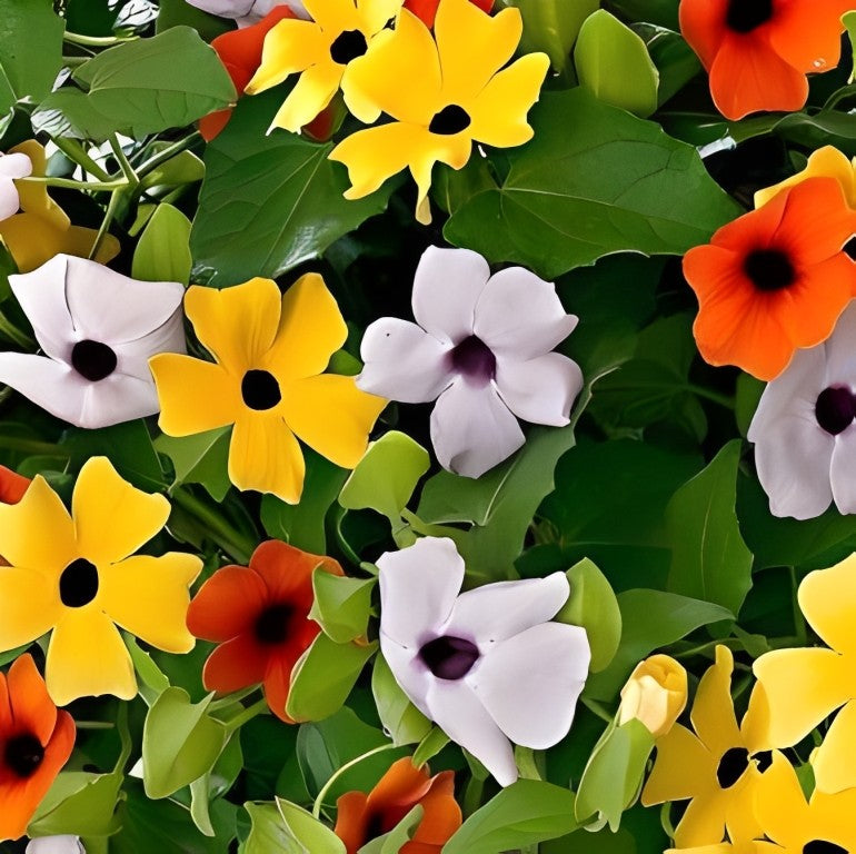 Thunbergia alata 'Mix' (Suzanne-met-de-mooie-ogen)